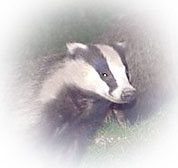 Bert Badger publicity photo