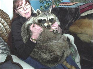 Fat Raccoon