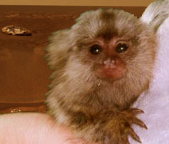 The Rev. Grrrrrk Spimsak - Bishop-Elect